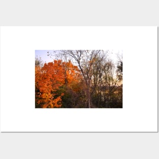 Late Autumn in Waverly Posters and Art